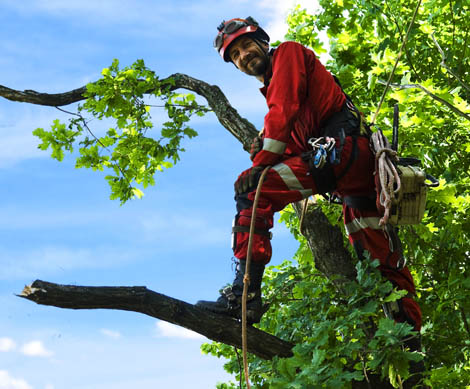 Landscaping contractor in Falls Church, VA. 